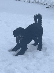 a black dog is playing in the snow with a ball in its mouth