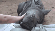 Baby Rhino Gertjie Chilling GIF - Baby Rhino Gertjie GIFs