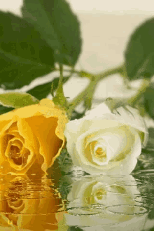 Flower Rose GIF - Flower Rose Yellow GIFs