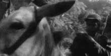 a black and white photo of a man standing next to a donkey .