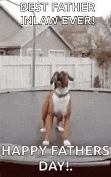 Fathers Day Funny GIF - Fathers Day Funny Dog GIFs
