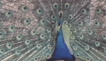 павлин Peacock GIF