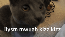Iloveyou So Much I Love You Cat GIF - Iloveyou So Much I Love You Cat Cat Loves You GIFs