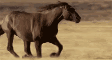 Horse Running GIF - Horse Running Omw GIFs