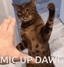 Cat Slap GIF - Cat Slap Mic Up Dawg GIFs