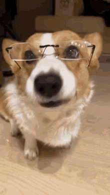 Dog Dog Glasses GIF