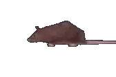 a rat with a long tail is walking on a white background