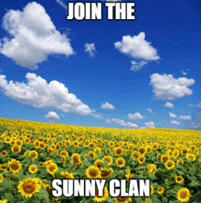 Sunflower Clan Sunny Join The GIF