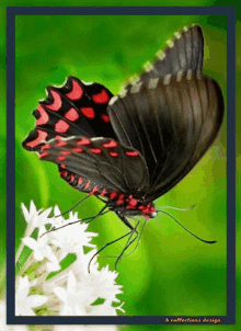 Butterfly Happy GIF - Butterfly Happy Sunday GIFs