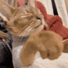 a cat is sitting on a couch with its eyes closed and its paws up .