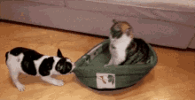Kitty Dogs GIF