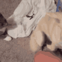Poke Tap GIF - Poke Tap Cat GIFs