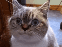 Say What Stare GIF - Say What Stare Cats GIFs