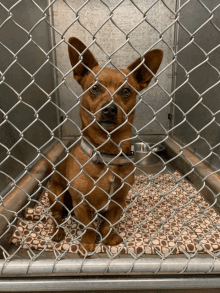 Bad Dog Doggie Jail GIF - Bad Dog Doggie Jail Dog Jail GIFs