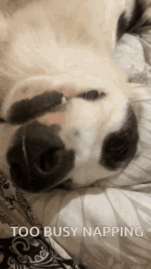 Sleep Sleeping Nap Napping Dog Tired Cute Snoring Puppy Too Busy GIF