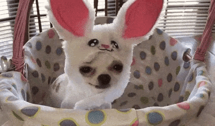 Bunny in a cup! #bunny #cute #cup #pet