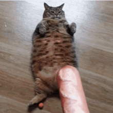 GIF