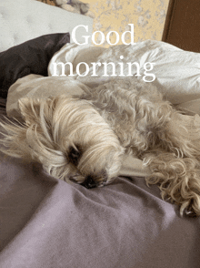 Good Morning Dog GIF