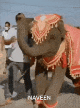 Naveen Elephant GIF - Naveen Elephant GIFs