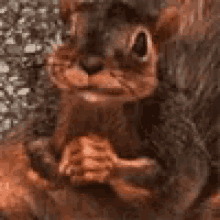 Smile Squirrel GIF - Smile Squirrel Esquilo GIFs