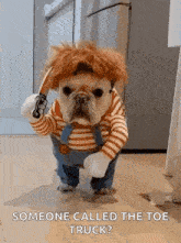 Pets Dogs GIF