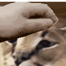 Floppa Petthefloppa GIF - Floppa Petthefloppa Cat GIFs