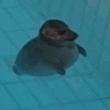 a seal is swimming in a blue pool .
