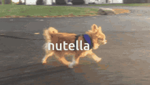Nutella Snark GIF - Nutella Snark Kefft GIFs