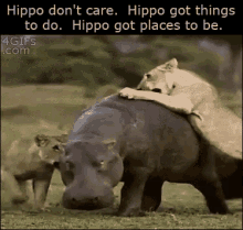 Hippo Lions GIF - Hippo Lions Dont GIFs