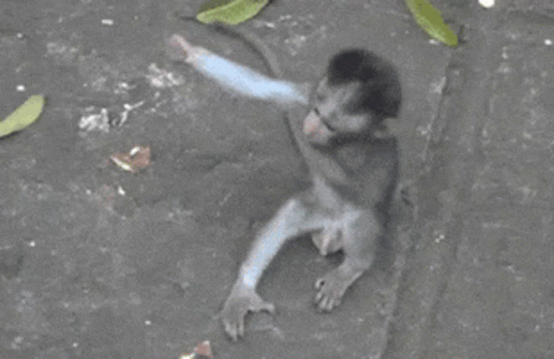 monkey-hug.gif