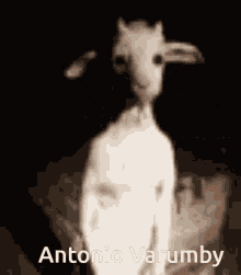 Higurumby Antonio Varumby GIF - Higurumby Antonio Varumby Antonio Varumbio GIFs