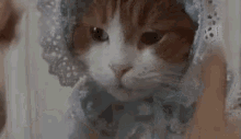 Kitty With Bonnet GIF - Kitty Cat Cute GIFs
