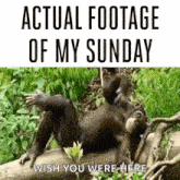 Actual Footage Of My Sunday Chillin GIF