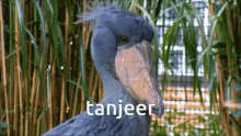 Tanjeer Tanj1104 GIF - Tanjeer Tanj Tanj1104 GIFs