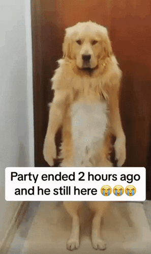 Dog Dog Dance GIF Dog Dog dance Dance Discover Share GIFs