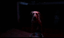 a dog is sitting in front of a bowl in a dark room .
