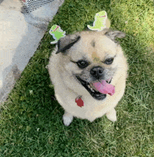 Dancing Dog Dog Dance GIF - Dancing Dog Dog Dance Dog Party GIFs