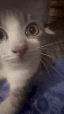 a close up of a cat 's face with its tongue sticking out