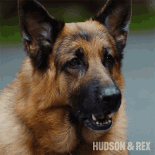 Bark Rex GIF - Bark Rex Hudson And Rex GIFs