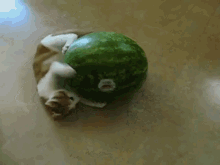 cats watermelon hungry nomnomnom
