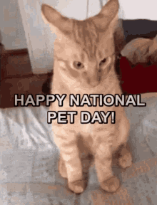 Happy National Pet Day Cat GIF - Happy National Pet Day Cat Funny Cats GIFs