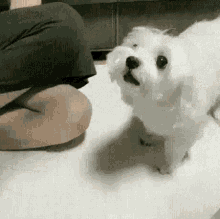 For The Team Bteam GIF - For The Team Bteam Smart Dog GIFs