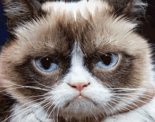 Lily In The Morning Grumpy Cat GIF - Lily In The Morning Grumpy Cat GIFs