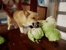 Dog Cabbage GIF - Dog Cabbage Mad GIFs