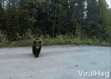 Approaching Bear GIF - Approaching Bear Danger GIFs