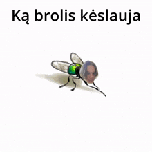 a picture of a fly with a woman 's face on it