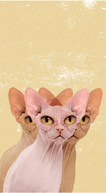Cat Ugly Cat GIF - Cat Ugly Cat GIFs