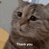 Thank You Thank You Cat GIF