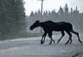 two moose walking down a road with a abc logo in the corner