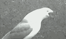 Seag Seagull GIF